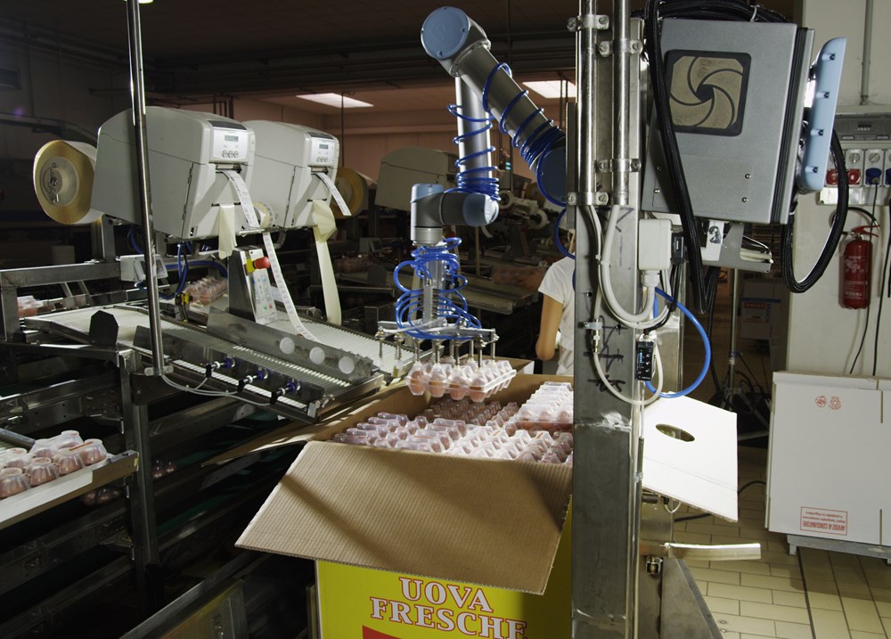 Cascina Italia, yumurta üretiminde talep değişimlerini UR5 cobot ile karşıladı