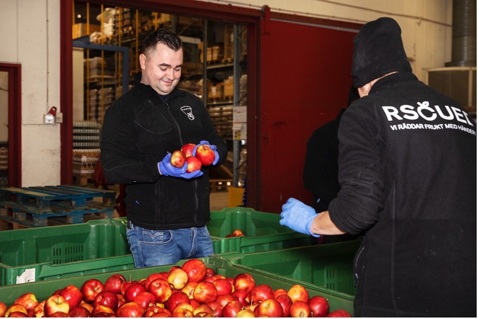 Marko Tukaric, fabrikschef på Rscued i Helsingborg, sorterar frukt som ska bli juice. 