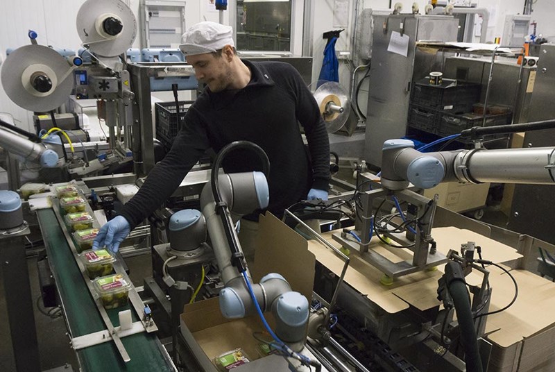 Applicazioni più diffuse dei Cobot nell'alimentare - Universal Robots